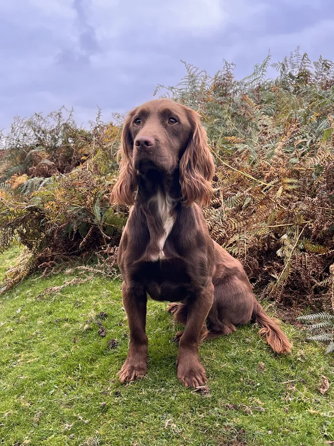 FTCH x FTW Trained Cocker Dog