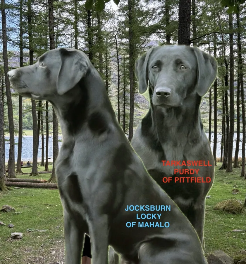 Pittfieldgundogs Fully Health Tested KC Registered Puppies