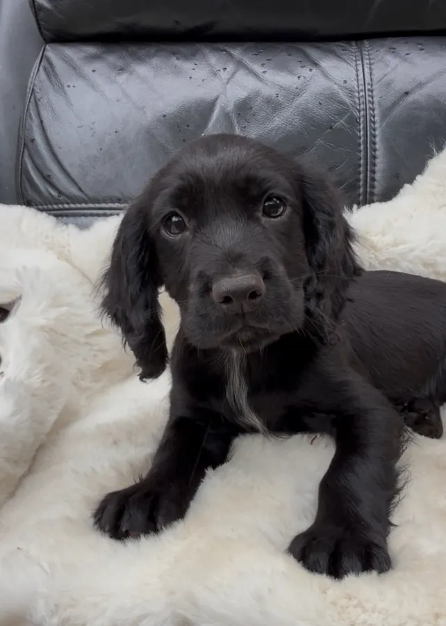 Outstanding puppies looking to leave soon