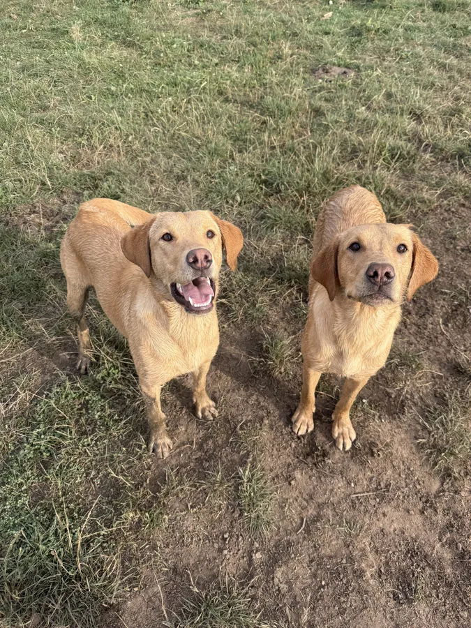 Gorgeous 10 month old yellow male labradors