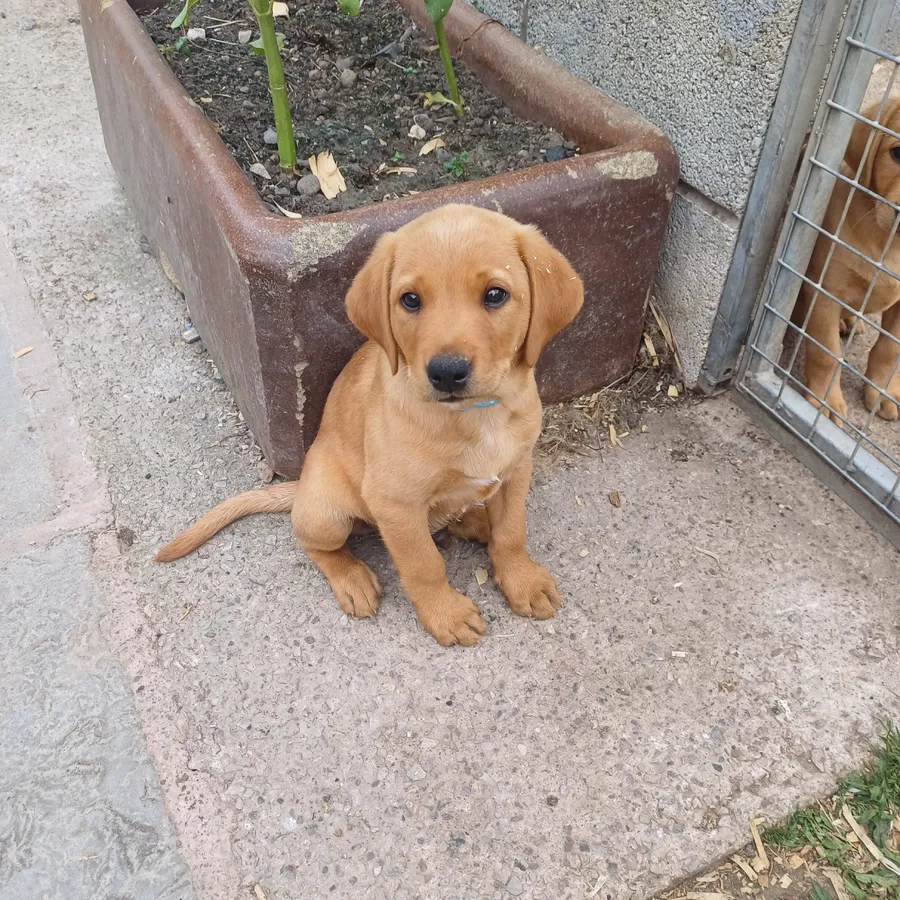Gorgeous Fox Red Labrador puppies for sale