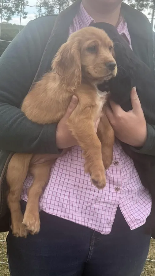 Working Cocker Spaniel Puppies