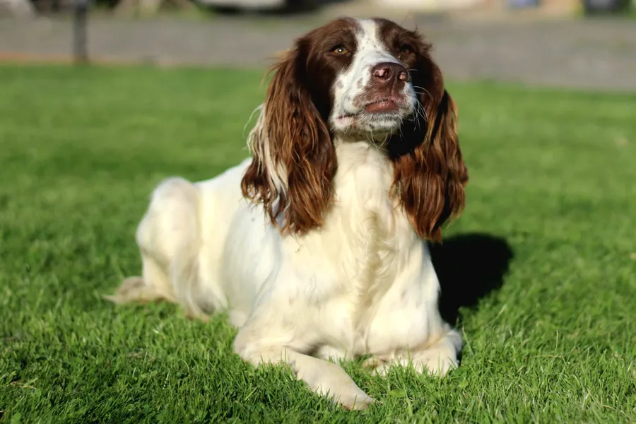 Sprocker Puppies Ready to steal your heart and your slippers