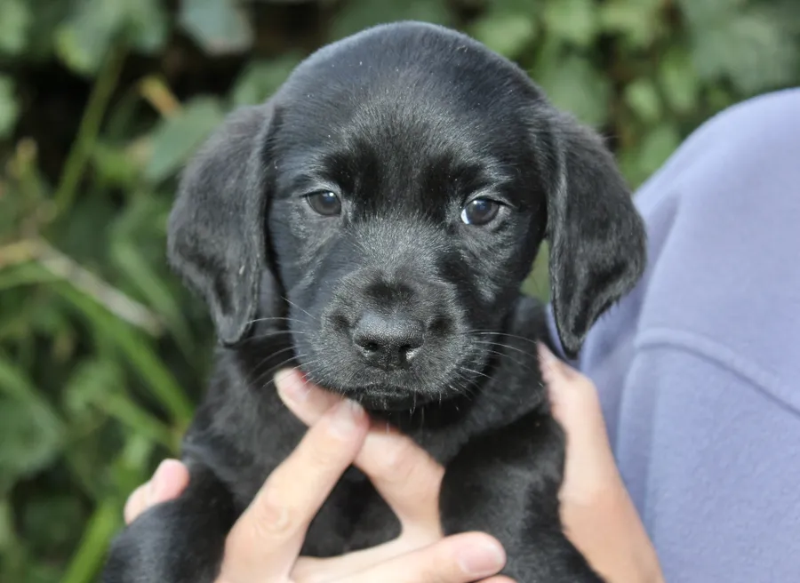 FENDAWOOD FTCH BRED PUPS