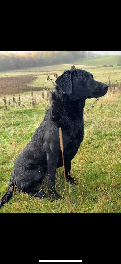 FTW Labrador puppies KC REG