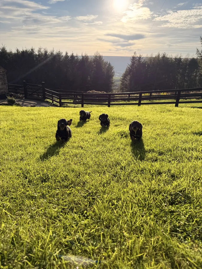 Wirehaired Teckel Bitches