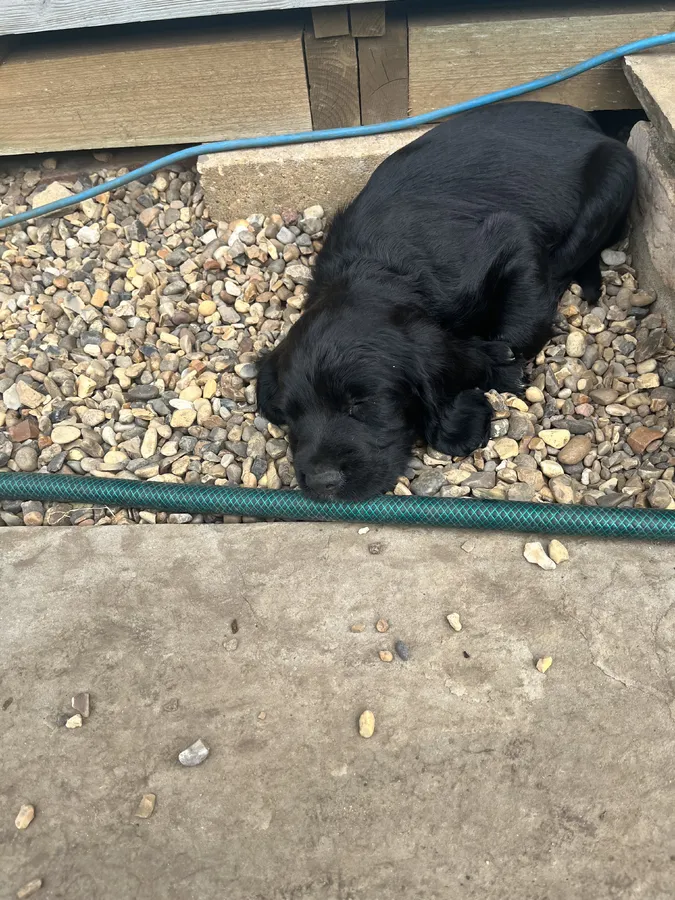 Beautiful Sprocker pups for sale