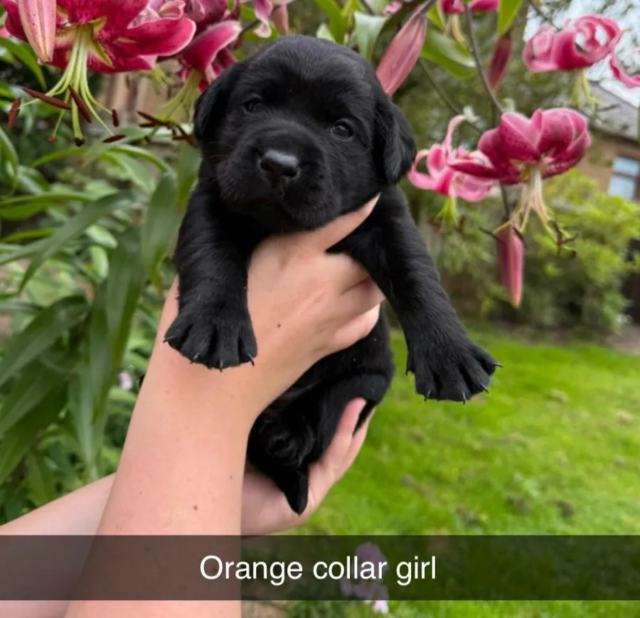 5 Star Licenced Breeders