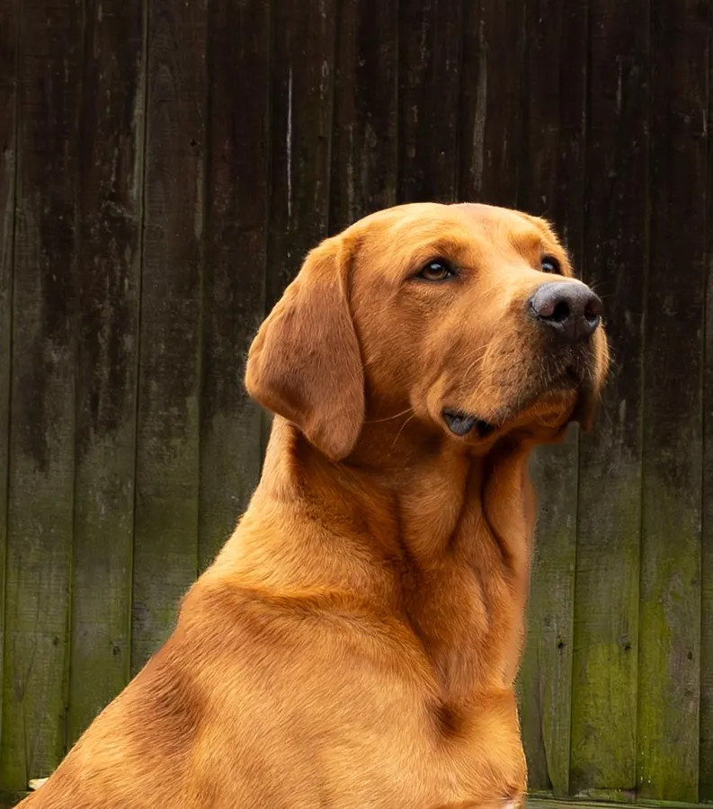 Working Labrador puppies