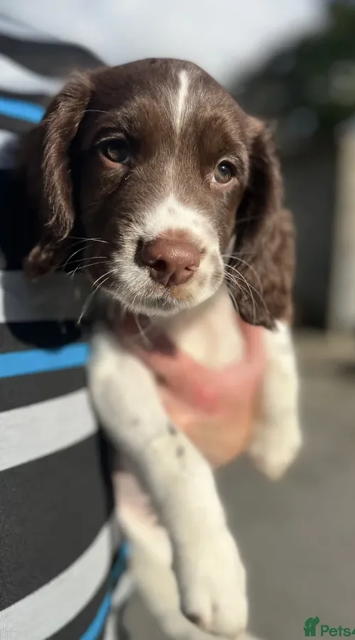KC Reg Springer Spaniel Puppies