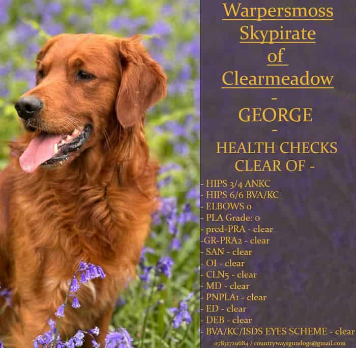 Stunning Red Stud Dog - FULLY HEALTH TESTED