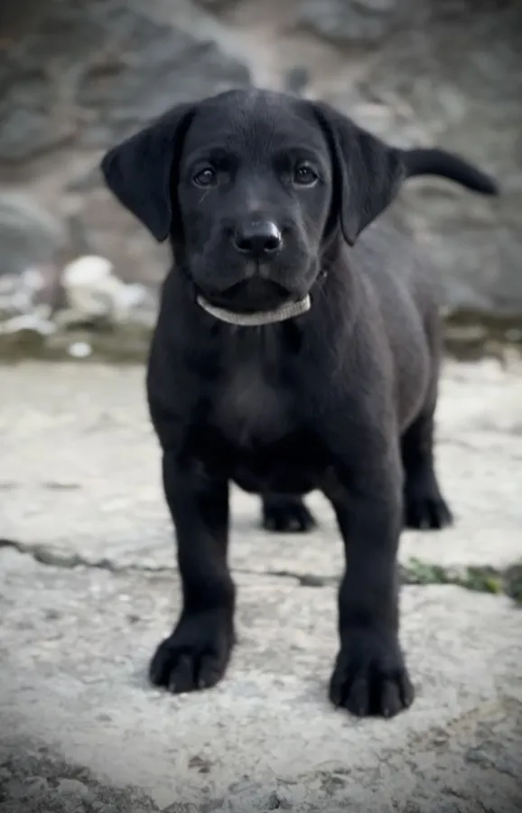Fantastic FTCH pedigree working lab puppies