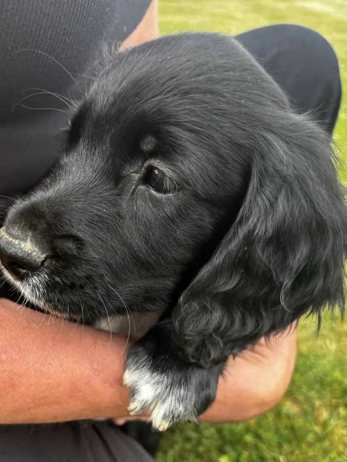 KC black working cocker puppies Essex