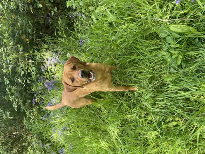 Yellow Labrador stud dog