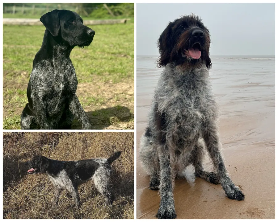 GWP Puppies ready 9th August