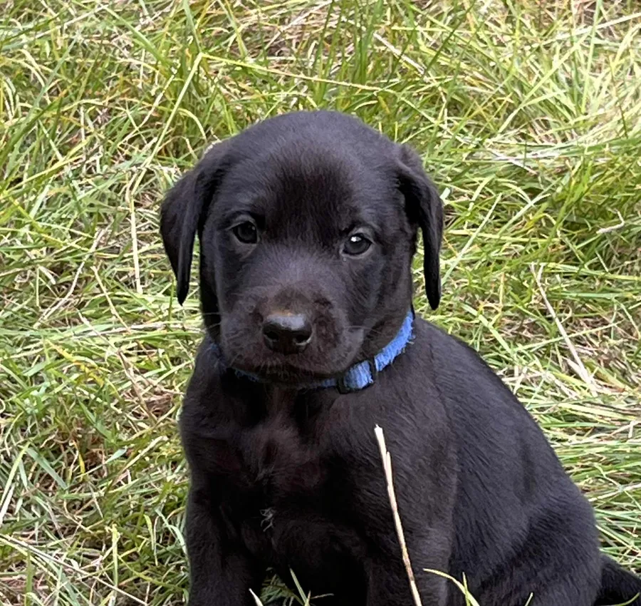Superb Litter of Black Labrador Puppies