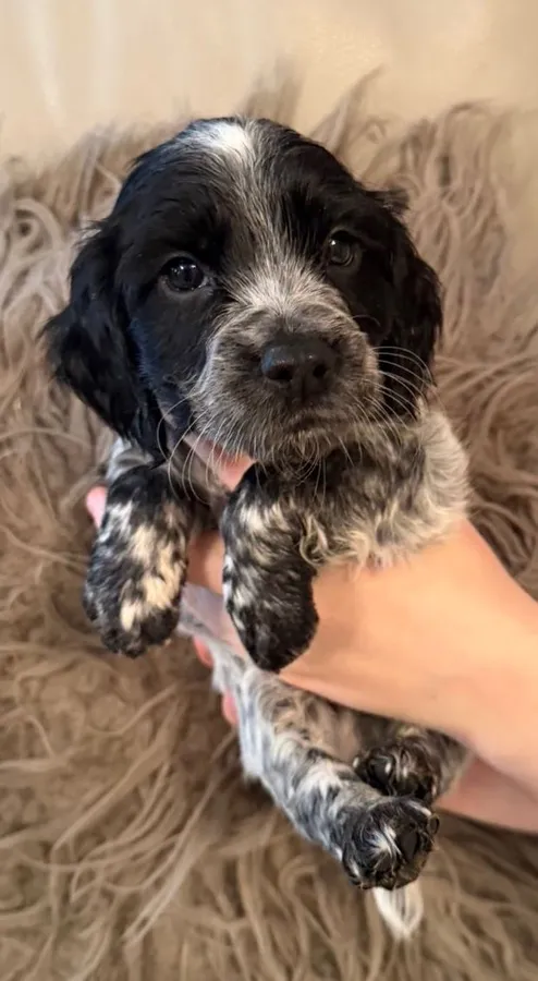 Working Cocker Spaniel Puppies