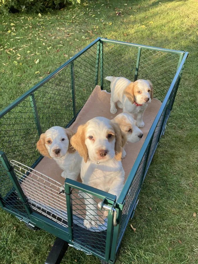 Cocker Spaniel Pups KC Reg Hereditary DNA clear