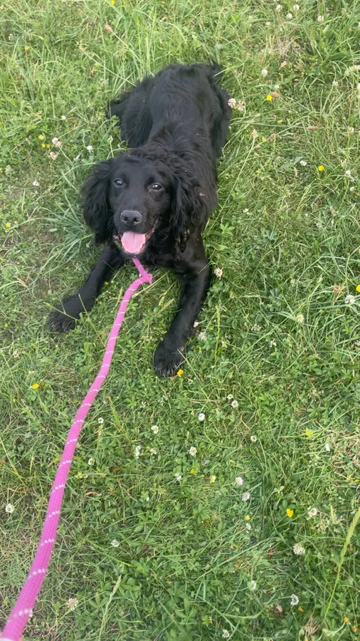 20 month old cocker spaniel