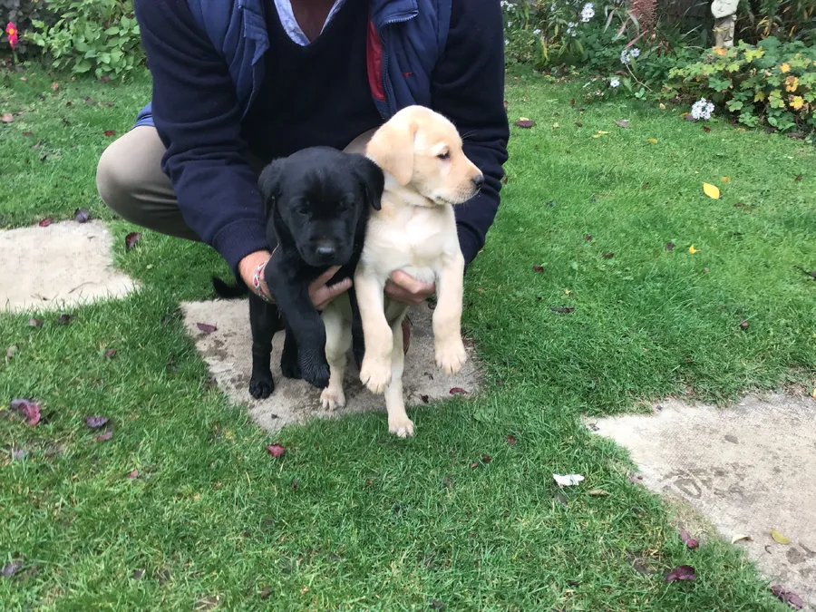 Field Trial Bred Labrador Dog Puppies