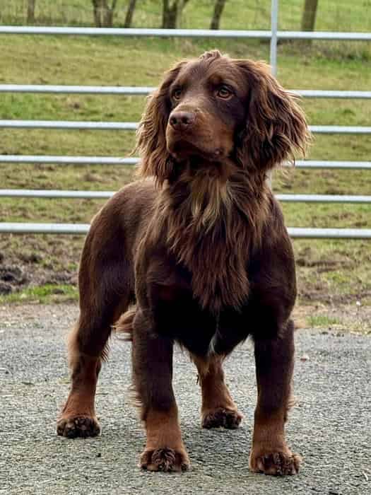 Working Cocker Spaniel Health tested