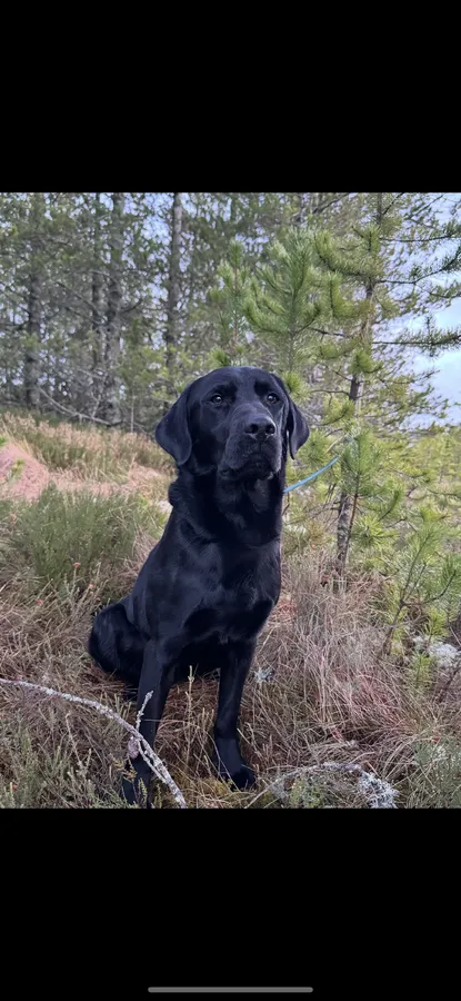 Part trained KC registered black dog