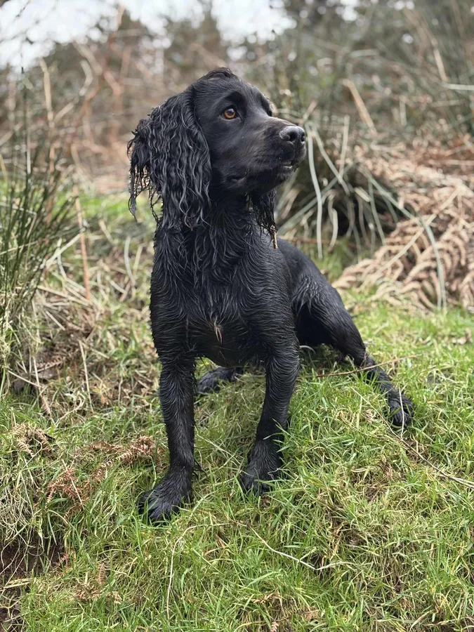 Champion Bred KC reg Health tested working Cocker