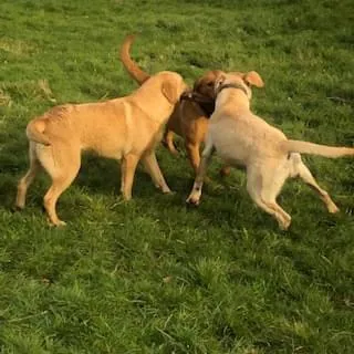 2 LABRADOR BITCHES WANTED