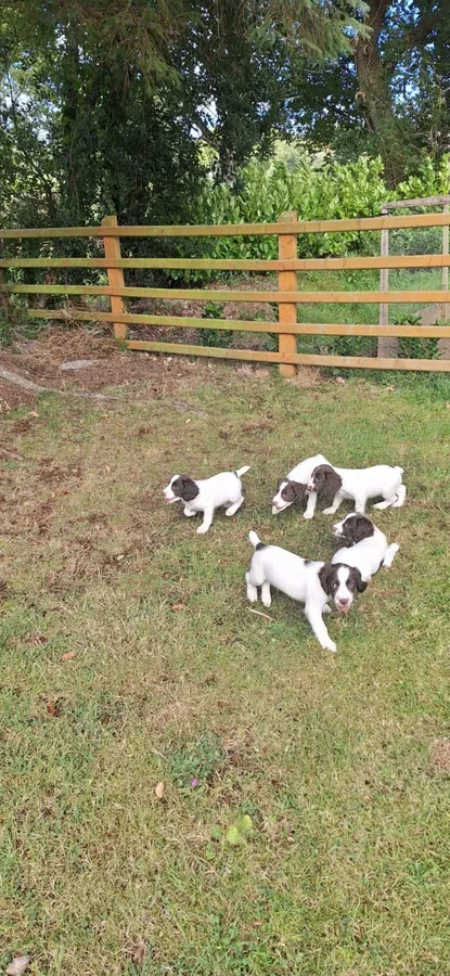 ESS Puppies ready to go from working back grounds