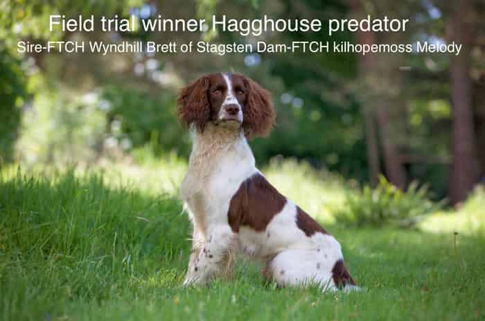 AT STUD FTW Hagghouse predator