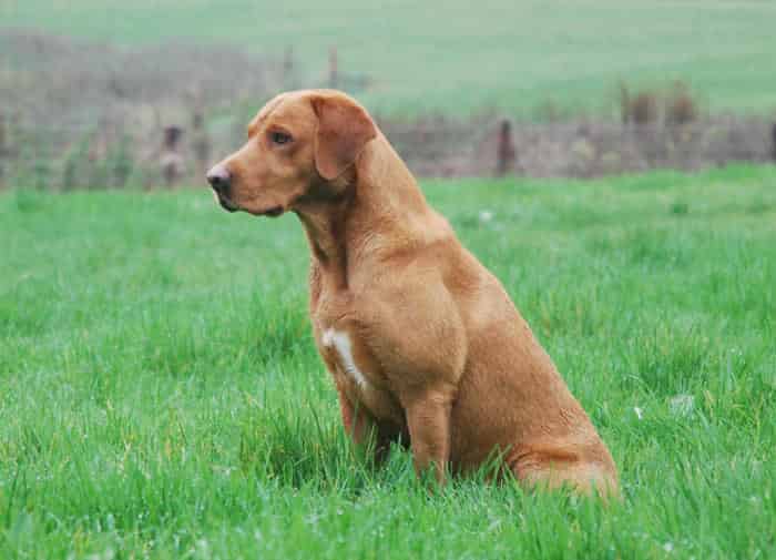 Strong Fox Red Gun Dog Looking For Fox Red Bitch