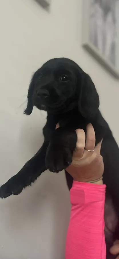 Springador female puppy from working parents