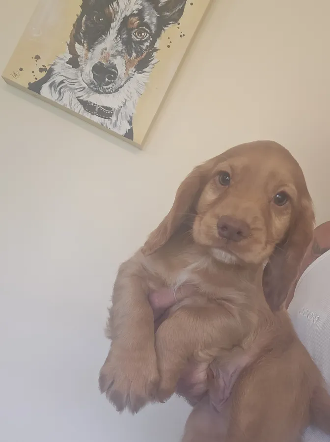 Kc registered health tested working cocker spaniels