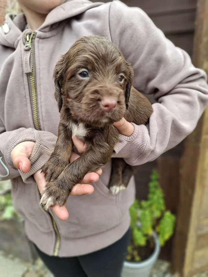 Working cocker spaniels