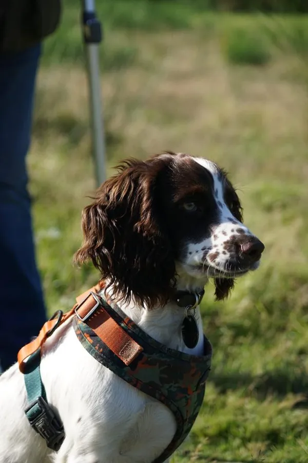 Working Cocker Spaniels