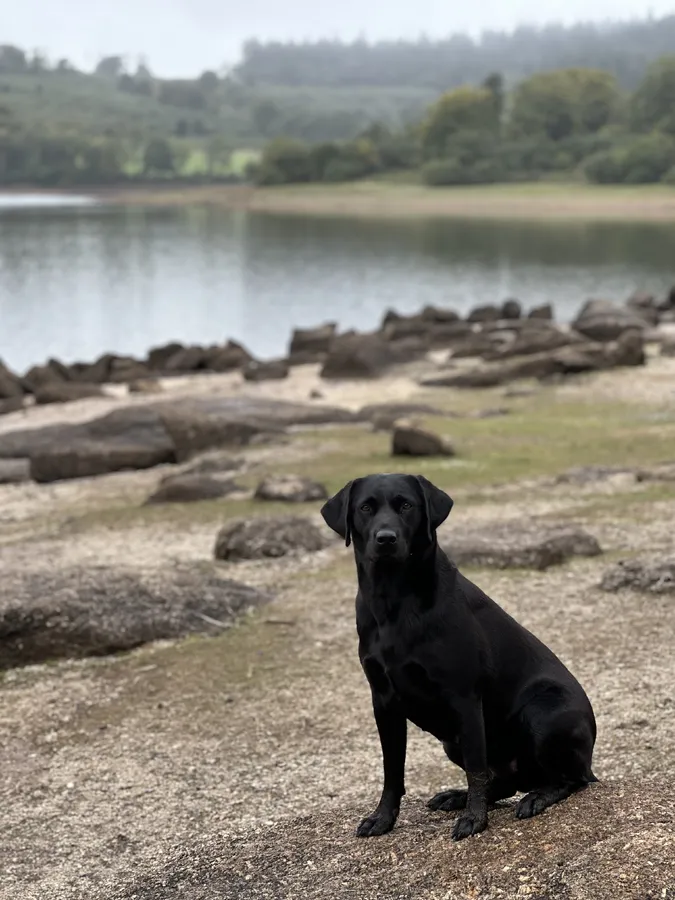 Ftch sired pups health tested parents
