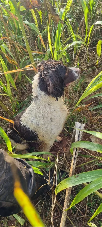 Kc registered traditional springers