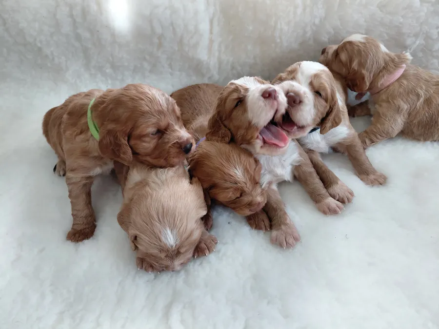 Golden red working cockers