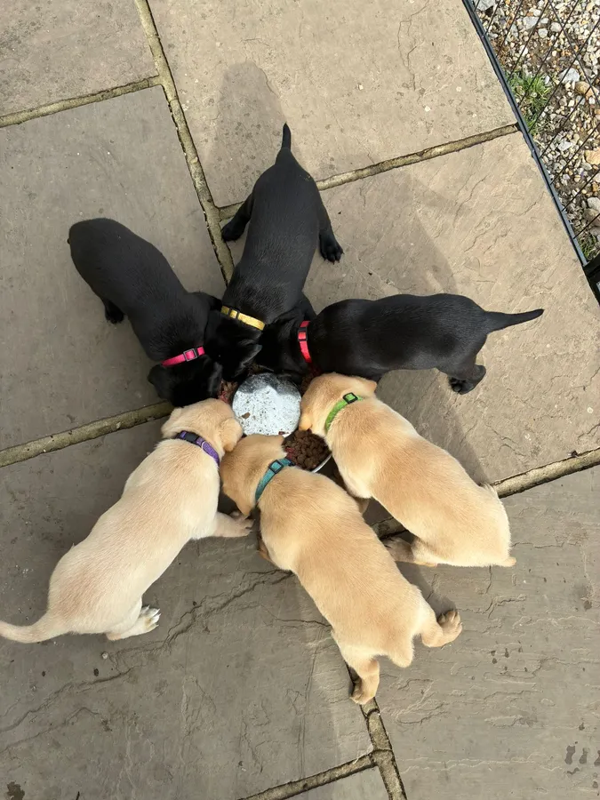 Working Labrador puppies