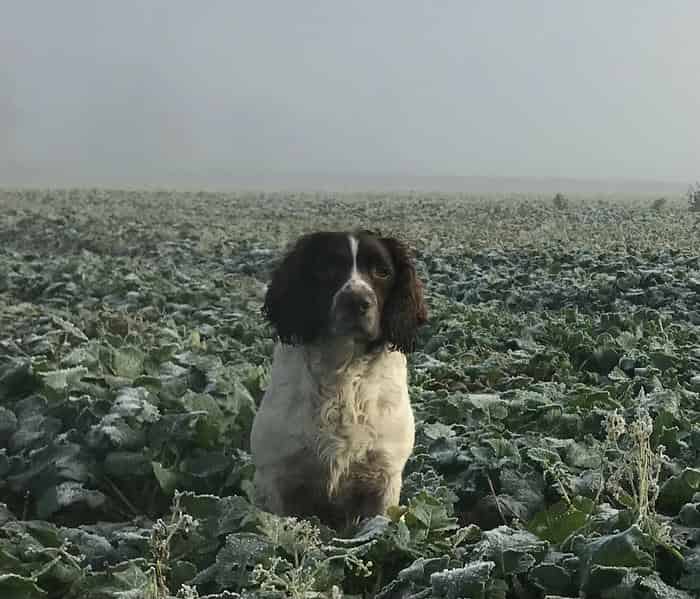 Traditional KC DNA health tested springer at stud