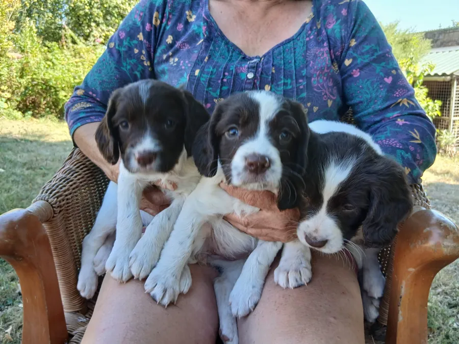 Extremely well bred ESS puppies
