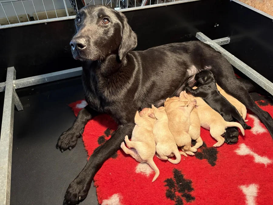 Kc reg Working Labrador Puppies