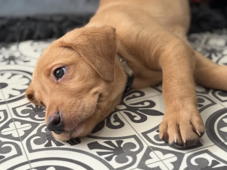 Fox Red KC Reg Male Lab Ready On 16 July