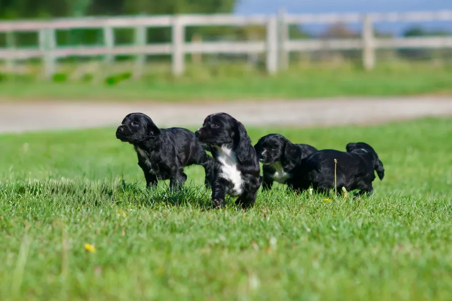KC Reg - Fully Heath Tested - Working Cocker Spaniel Puppies