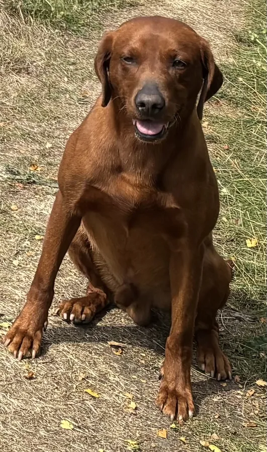 Dark Red Mahogany Labrador for stud with FTCH Pedigree