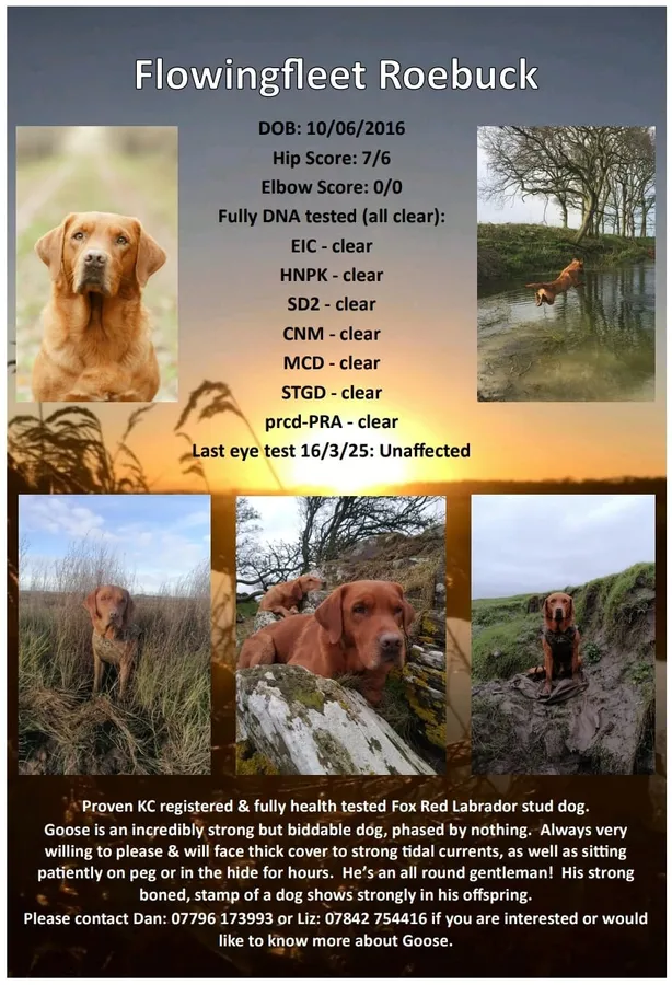 Fox Red Labrador Stud