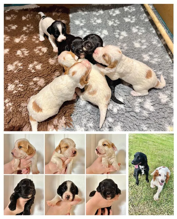 Sprocker Puppies