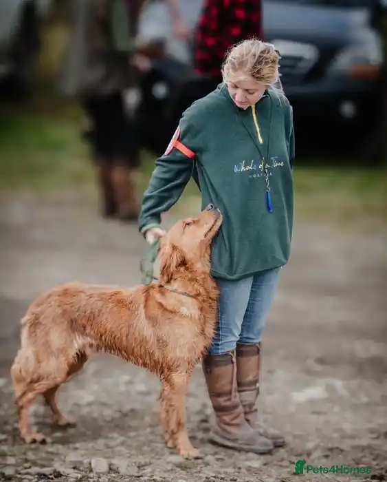 STUNNING NORWEGIAN IMP GOLDEN RETRIEVER FOR STUD