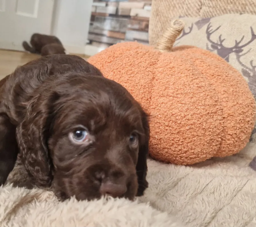 4 chocolate working cocker spaniels boys