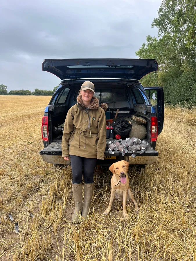 Yellow Lab For Stud